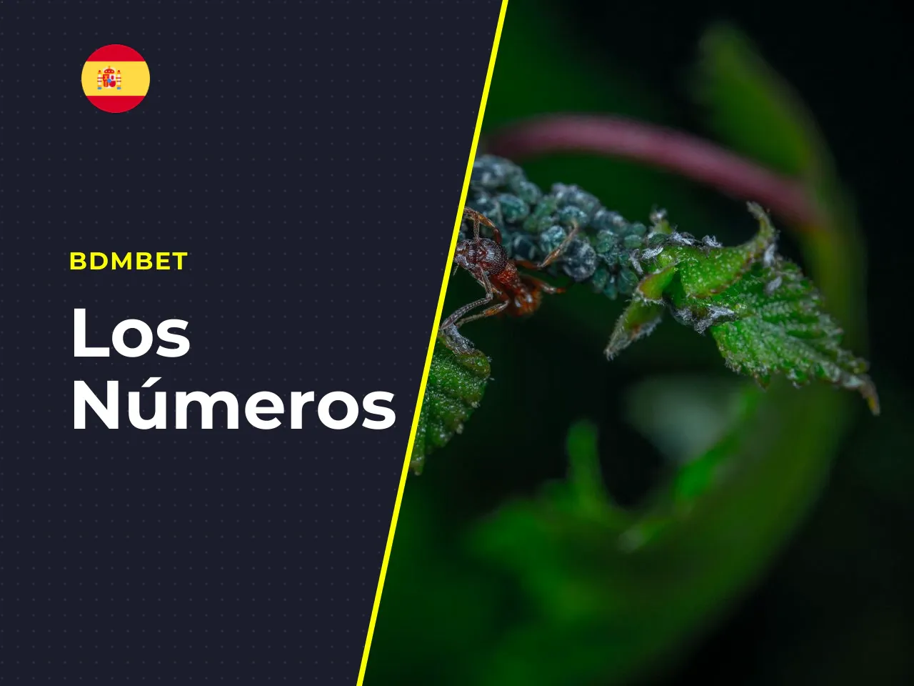 Qué ocurre antes y después del lanzamiento del wheel. **Fase de apuestas (unos 15 a 20 segundos).** Se abre la ventana de apuestas. En la interfaz aparecen 8 opciones: los números 1, 2, 5 y 10, y los 