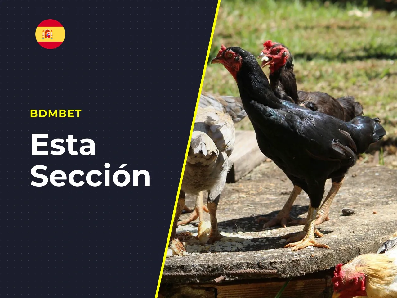 Chicken Road es real o es una estafa. **Información de carácter general:** Esta sección no reemplaza la verificación directa de licencias ni constituye asesoramiento financiero. Solo mayores de 18 año